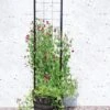 Gardener’s Victory Self-Watering Planter With Vine Trellis -Outdoor Garden Care 8600177 05490 tif