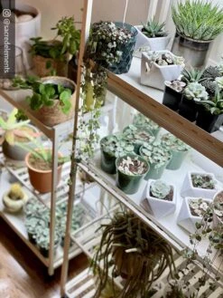 Oslo 2-Tier LED Grow Light Garden, 2 Fixtures -Outdoor Garden Care 8609221 02IN tif