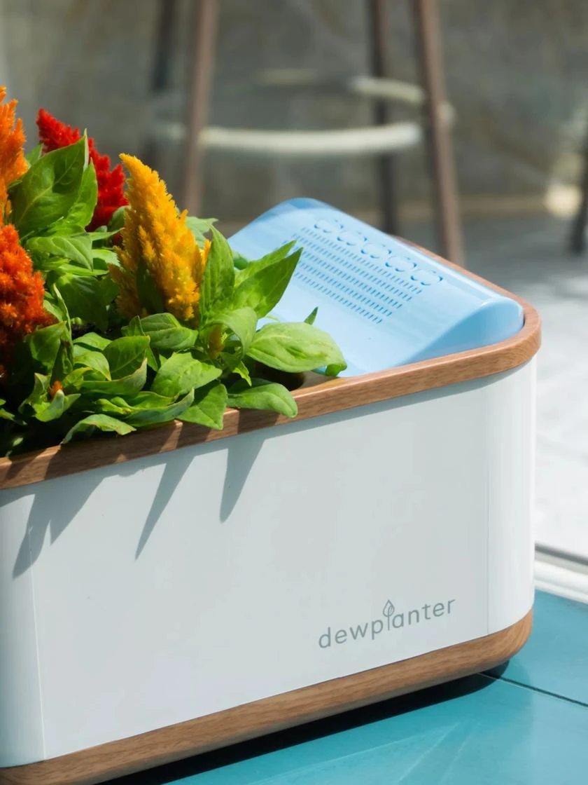 Dewplanter 4 Dewplanter - Image 2