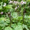 Arden Single Stem Supports, Set Of 2 -Outdoor Garden Care 8609887 8022 tif
