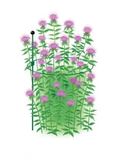 Outdoor Garden Care 7 Outdoor Garden Care -Outdoor Garden Care 8610383 Peacock15x30 tif