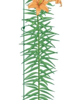 Best Seller -Outdoor Garden Care 8610388 Peacock8x36 tif