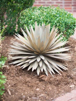 Desert Steel Yucca Plant Sculpture