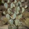 Desert Steel Prickly Pear Cactus Sculpture, Grande -Outdoor Garden Care 8610769 02v desert steel prickly pear cactus grande