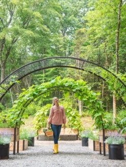 2’ X 8’ Arch Trellis For Planter Boxes -Outdoor Garden Care 8610798 071 tif