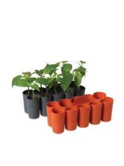 Sili-Seedlings® Seedling Tray, 10-Cell -Outdoor Garden Care 8611886 5192 tif