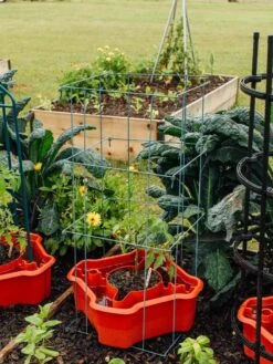 Deluxe Tomato Halos, Set Of 2 -Outdoor Garden Care 8612045 226 tif