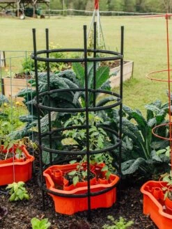 Deluxe Tomato Halos, Set Of 2 -Outdoor Garden Care 8612045 228 tif