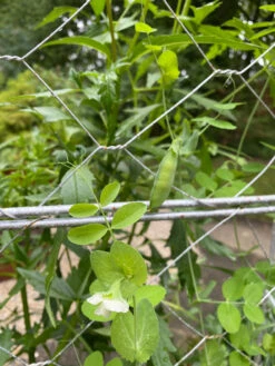 Chicken Wire Pea Trellis -Outdoor Garden Care 8612718 7307