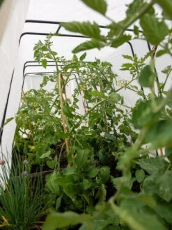 Cotton All Purpose Garden Cover -Outdoor Garden Care 8612815 0039 tif