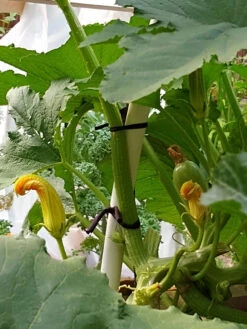 Farmyarn® Multipurpose Garden Tie, 2 Pack 17 Farmyarn® Multipurpose Garden Tie, 2 Pack -Outdoor Garden Care 8612948 01v