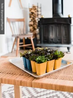 Gardener's Best® XL 6-Cell Planting Tray, Set Of 4 -Outdoor Garden Care 8613031 01IN cdt