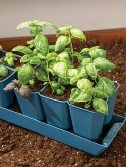 Gardener's Best® XL 6-Cell Planting Tray, Set Of 4 -Outdoor Garden Care 8613031 6302