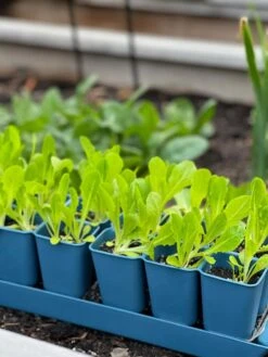 Gardener's Best® XL Seed Starting Kit -Outdoor Garden Care 8613066 01TEST