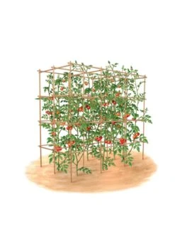 Tomato Six Pack Support -Outdoor Garden Care 8613143 art flat