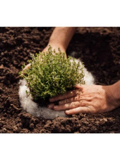 Hortiwool ®, 5 Pad Pack -Outdoor Garden Care 8613263 06v