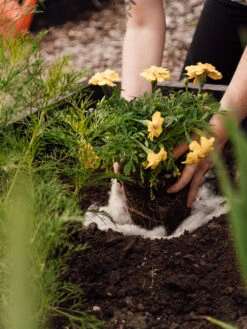 Hortiwool ®, 5 Pad Pack -Outdoor Garden Care 8613263 12v