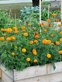 SeedSheets Organic Vegetable Garden, Easy Breezy Caprese, 4' X 8' -Outdoor Garden Care 8613295 04V