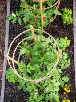 Bamboo Tomato Cages, Set Of 3 14 Bamboo Tomato Cages, Set Of 3 -Outdoor Garden Care 8613426 6921