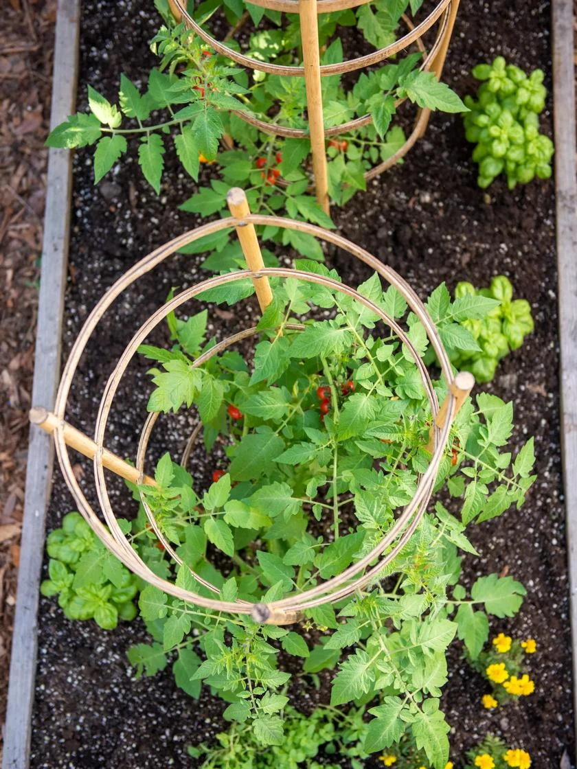 Bamboo Tomato Cages, Set Of 3 6 Bamboo Tomato Cages, Set Of 3 - Image 4