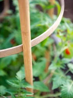 Bamboo Tomato Cages, Set Of 3 16 Bamboo Tomato Cages, Set Of 3 -Outdoor Garden Care 8613426 6924