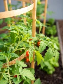 Bamboo Tomato Cages, Set Of 3 15 Bamboo Tomato Cages, Set Of 3 -Outdoor Garden Care 8613426 6934