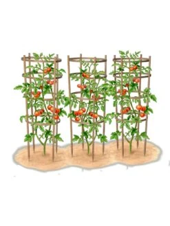 Bamboo Tomato Cages, Set Of 3 18 Bamboo Tomato Cages, Set Of 3 -Outdoor Garden Care 8613426 art