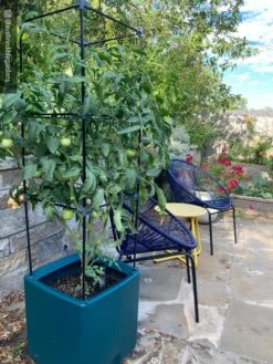 Oasis Self-Watering Tomato Planter With Trellis -Outdoor Garden Care 8613440 01IN