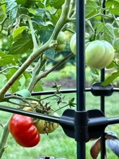 Oasis Self-Watering Tomato Planter With Trellis -Outdoor Garden Care 8613440 01TEST