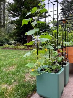 Oasis Self-Watering Tomato Planter With Trellis -Outdoor Garden Care 8613440 02TEST