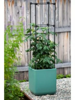 Oasis Self-Watering Tomato Planter With Trellis -Outdoor Garden Care 8613440 0373 3 4