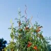 Rainbow Spiral Supports, Set Of 5 1 Rainbow Spiral Supports, Set Of 5 -Outdoor Garden Care GS36377 01 tif