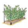 Raspberry Bed -Outdoor Garden Care GS39389 01S 1