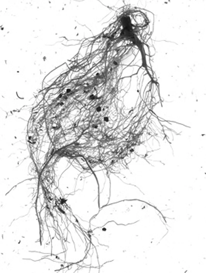 GrowLab® Compact Tabletop Light Garden With Classroom Guide 7 GrowLab® Compact Tabletop Light Garden With Classroom Guide - Image 5