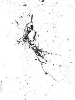 GrowLab® Compact Tabletop Light Garden With Classroom Guide 13 GrowLab® Compact Tabletop Light Garden With Classroom Guide -Outdoor Garden Care gstrootscan 02